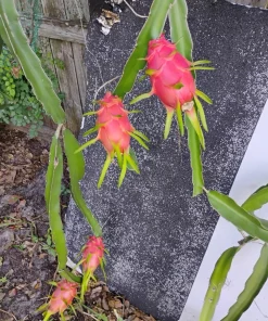 Dragon Fruit Live Plant - Pitaya Cactus, Tropical Fruit Plant for Containers - Image 3