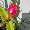 Dragon Fruit Live Plant - Pitaya Cactus, Tropical Fruit Plant for Containers - Image 1