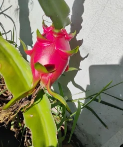 Dragon Fruit Live Plant - Pitaya Cactus, Tropical Fruit Plant for Containers - Image 1