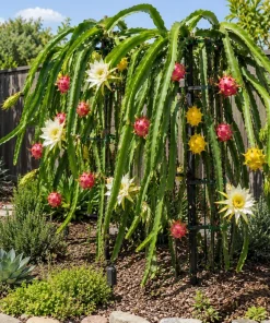 Dragon Fruit Live Plants, Set of 2, 3-6 Inch Tropical Cactus Starters - Image 2