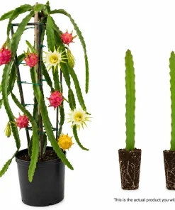 Dragon Fruit Live Plants, Set of 2, 3-6 Inch Tropical Cactus Starters - Image 3