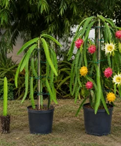 Dragon Fruit Live Plants, Set of 2, 3-6 Inch Tropical Cactus Starters - Image 5