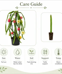 Dragon Fruit Live Plants, Set of 2, 3-6 Inch Tropical Cactus Starters - Image 6
