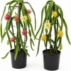 Dragon Fruit Live Plants, Set of 2, 3-6 Inch Tropical Cactus Starters - Image 1
