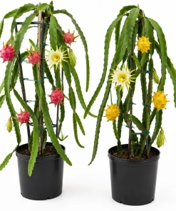 Dragon Fruit Live Plants, Set of 2, 3-6 Inch Tropical Cactus Starters - Image 1