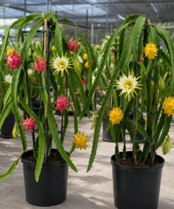Dragon Fruit Live Plants, Set of 2, 3-6 Inch Tropical Cactus Starters - Image 7