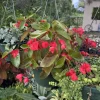 Dragon Wing Begonia Live Plant - Flowering Plant for Indoor & Outdoor Containers - Image 1