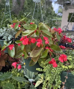 Dragon Wing Begonia Live Plant - Red Flowers - Indoor/Outdoor Potted Plant - Image 1