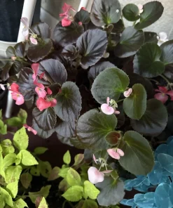 Dragon Wing Pink Begonia Live Plant - Vibrant Pink Flowers - Image 2