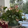 Dragon Wing Pink Begonia Live Plant - Vibrant Pink Flowers - Image 1
