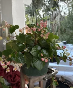 Dragon Wing Pink Begonia Live Plant - Vibrant Pink Flowers - Image 1