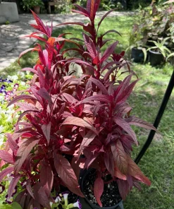 Dragon's Breath Celosia Live Plant - Vibrant Red Flower Garden Plant - Image 2