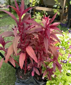 Dragon's Breath Celosia Live Plant - Vibrant Red Flower Garden Plant - Image 3