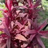 Dragon's Breath Celosia Live Plant - Vibrant Red Flower Garden Plant - Image 1