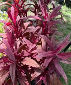 Dragon's Breath Celosia Live Plant - Vibrant Red Flower Garden Plant - Image 1