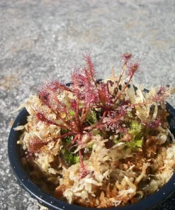 Drosera Intermedia Sundew Live Plant – 2 Pack – Carnivorous – Indoor/Outdoor - Image 1