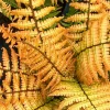 Dryopteris Jurassic Gold Perennial Fern Live Starter Plant Ships in Pot, Shade Fern Plant - Image 1