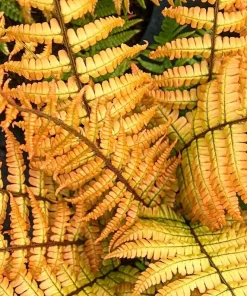 Dryopteris Jurassic Gold Perennial Fern Live Starter Plant Ships in Pot, Shade Fern Plant - Image 1