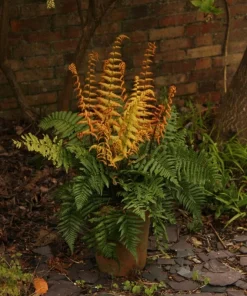 Dryopteris Jurassic Gold Perennial Fern Live Starter Plant Ships in Pot, Shade Fern Plant - Image 2