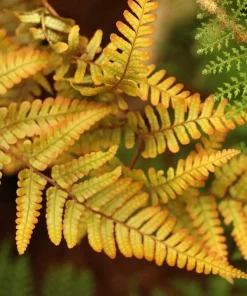 Dryopteris Jurassic Gold Perennial Fern Live Starter Plant Ships in Pot, Shade Fern Plant - Image 3
