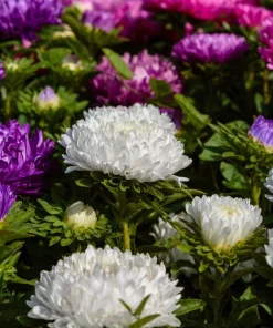 Duchess White Paeony Aster Seeds - 30 Heirloom Double Flower Seeds for Cut Flowers - Image 3