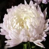 Duchess White Paeony Aster Seeds - 30 Heirloom Double Flower Seeds for Cut Flowers - Image 1