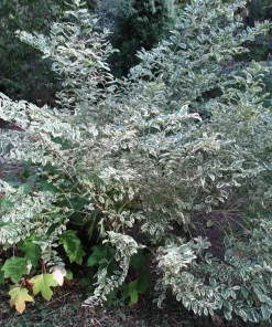 Duet Variegated Beautyberry Live Plant – Callicarpa dichotoma Duet – 12+ Inches Tall – Outdoor Shrub - Image 2
