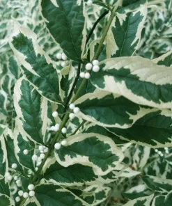 Duet Variegated Beautyberry Live Plant - Callicarpa dichotoma, 12+ Inches Tall - Image 3
