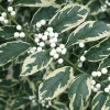 Duet Variegated Beautyberry Live Plant - Callicarpa dichotoma 'Duet' - 12+ Inches Tall - Image 1