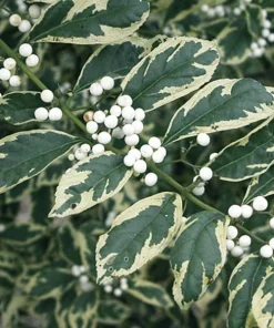 Duet Variegated Beautyberry Live Plant - Callicarpa dichotoma 'Duet' - 12+ Inches Tall - Image 1