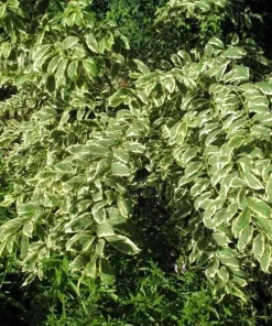 Duet Variegated Beautyberry Live Plant - Callicarpa dichotoma 'Duet' - 12+ Inches Tall - Image 4