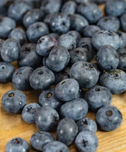 Duke Northern Highbush Blueberry Live Plant - 2 Year Old Bush - Outdoor Edible Fruit - Image 2