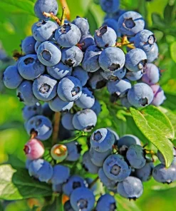 Duke Northern Highbush Blueberry Live Plant - 2 Year Old Bush - Outdoor Edible Fruit - Image 3
