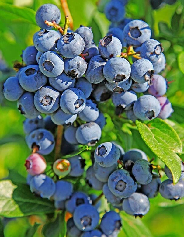 Duke Northern Highbush Blueberry Live Plant - 2 Year Old Bush - Outdoor Edible Fruit - Image 3
