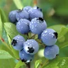 Duke Northern Highbush Blueberry Live Plant - 2 Year Old Bush - Outdoor Edible Fruit - Image 1