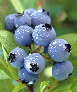Duke Northern Highbush Blueberry Live Plant - 2 Year Old Bush - Outdoor Edible Fruit - Image 1
