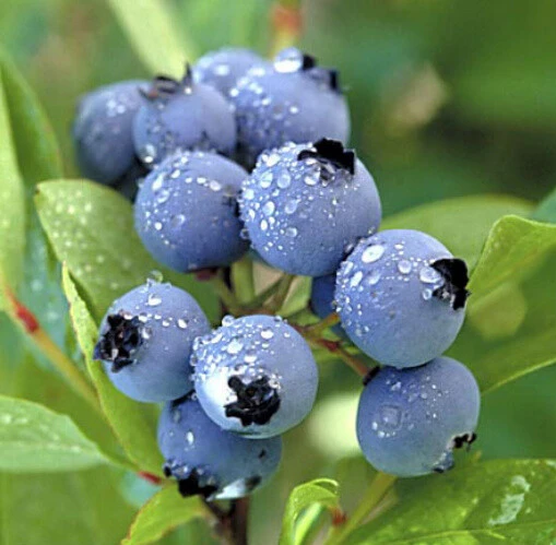Duke Northern Highbush Blueberry Live Plant - 2 Year Old Bush - Outdoor Edible Fruit - Image 1