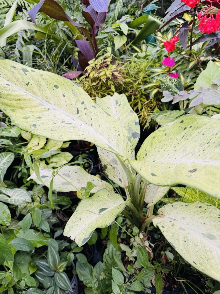 Dumb Cane or Leopard Lily Plant - Image 2