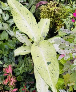 Dumb Cane or Leopard Lily Plant - Image 1