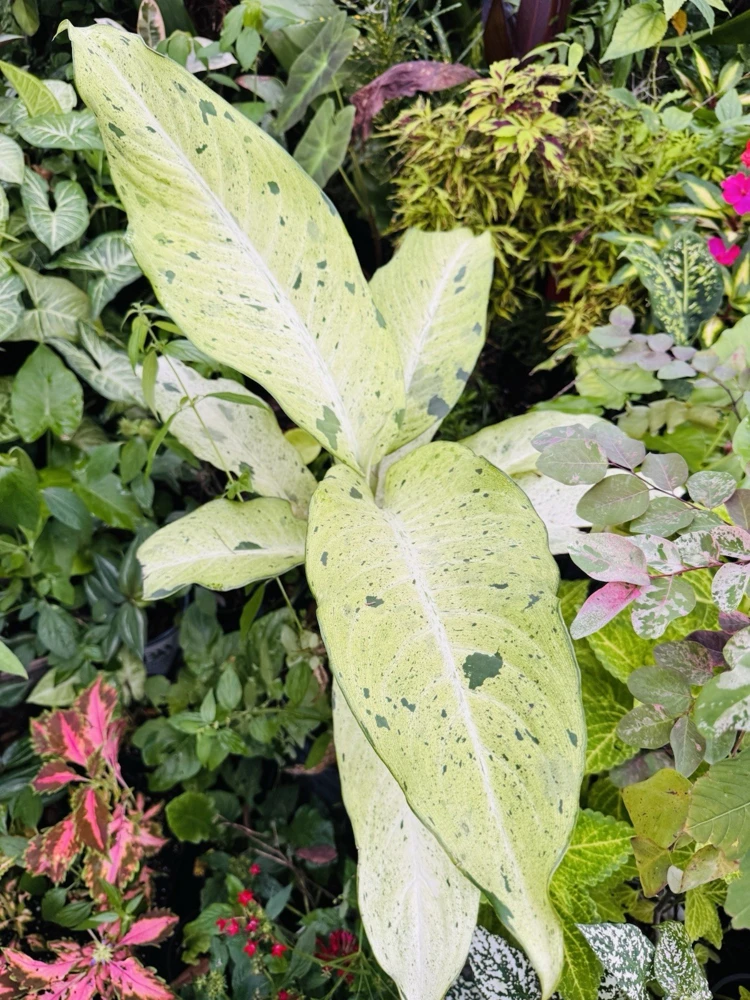Dumb Cane or Leopard Lily Plant - Image 1