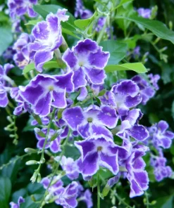 Duranta Blue Live Plants - Sky Flower, 5-9