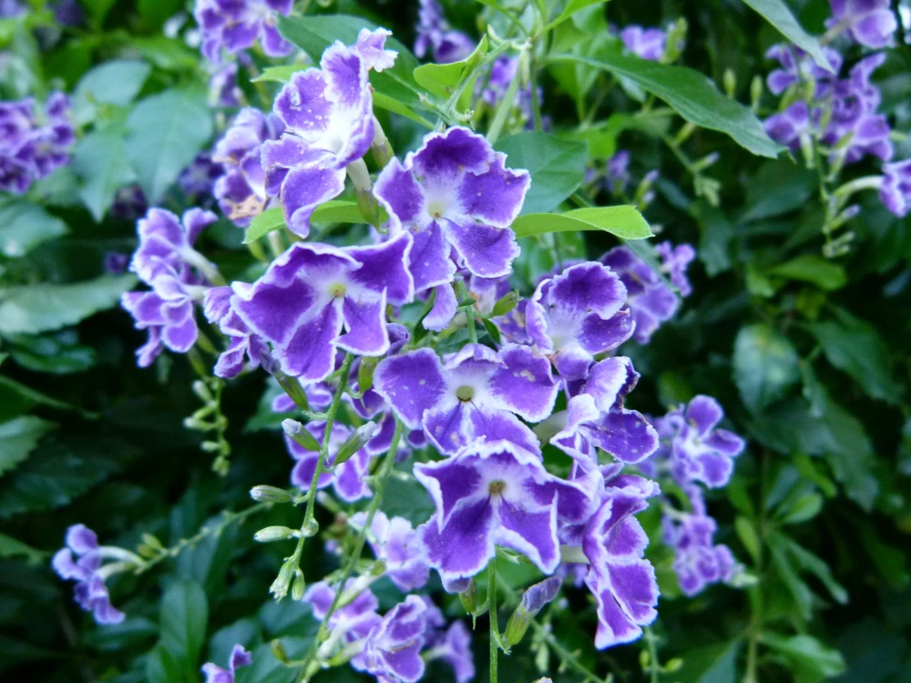 Duranta Blue Live Plants - Sky Flower, 5-9" Tall, Pack of 2 - Outdoor Pollinator Shrub - Image 2