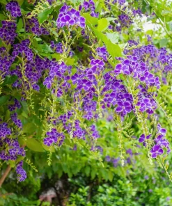 Duranta Blue Live Plants - Sky Flower, 5-9