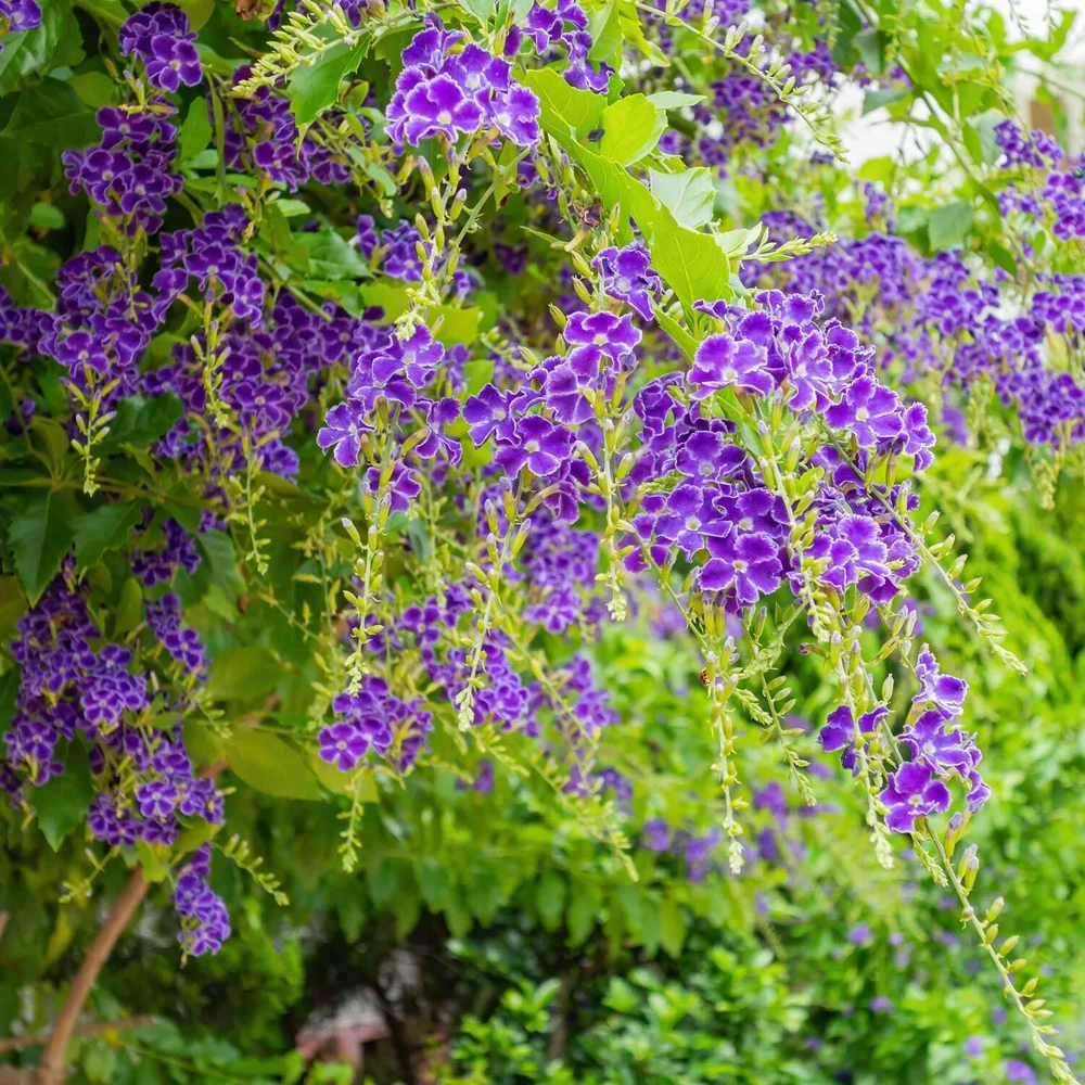 Duranta Blue Live Plants - Sky Flower, 5-9" Tall, Pack of 2 - Outdoor Pollinator Shrub - Image 3
