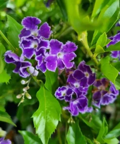 Duranta Blue Live Plants - Sky Flower, 5-9