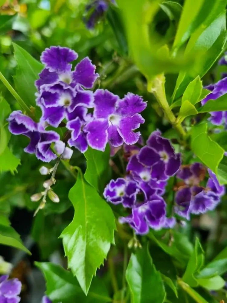 Duranta Blue Live Plants - Sky Flower, 5-9" Tall, Pack of 2 - Outdoor Pollinator Shrub - Image 4