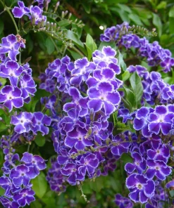Duranta Blue Live Plants - Sky Flower, 5-9