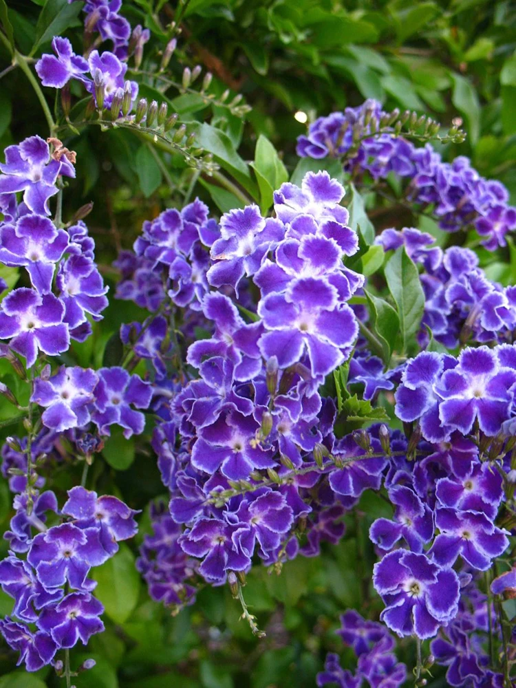 Duranta Blue Live Plants - Sky Flower, 5-9" Tall, Pack of 2 - Outdoor Pollinator Shrub - Image 5