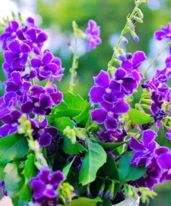 Duranta Blue Live Plants - Sky Flower, 5-9
