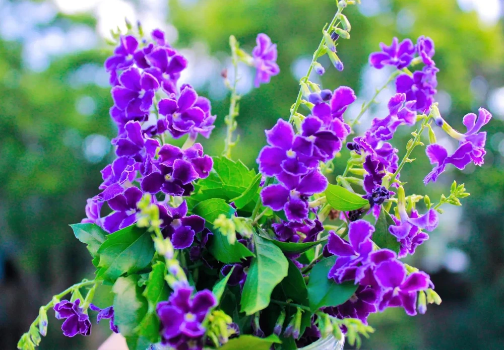 Duranta Blue Live Plants - Sky Flower, 5-9" Tall, Pack of 2 - Outdoor Pollinator Shrub - Image 6